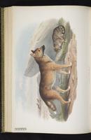 Domestic dog plate 52