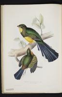 Monograph of the Trogonidae, 1:35