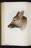 Domestic dog plate 51