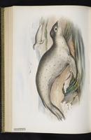 Leopard seal plate 50