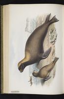 Australian sea lion, Australian Sealion, white-capped sea lion plate 49