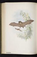 Eastern false pipistrelle plate 48