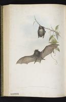 Gould's Large-footed Myotis plate 47