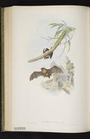 Little golden-mantled flying fox plate 46