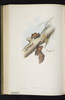 Little broad-nosed bat plate 45