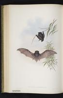 Hoary wattled bat plate 44