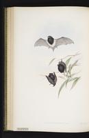 Little pied bat plate 43