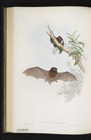 Small-toothed long-eared bat plate 42