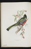 Monograph of the Trogonidae, 1:31