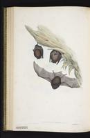 Black flying fox plate 41