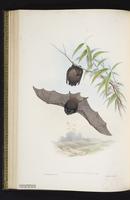 Gould's long-eared bat plate 40