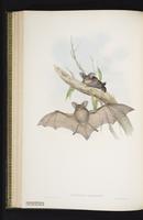 Greater long-eared bat plate 39