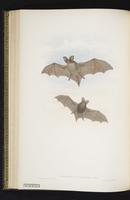 Lesser long-eared bat plate 38