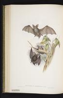 Lesser long-eared bat plate 37