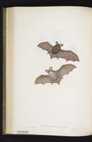 Lesser long-eared bat plate 36