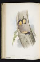 Orange leaf-nosed bat plate 35