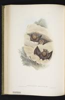 Fawn roundleaf bat plate 34