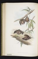 Fmaller horseshoe bat plate 33