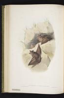 Coastal tomb bat plate 32