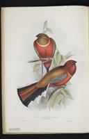 Monograph of the Trogonidae, 1:27