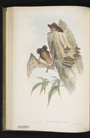 Black mastiff bat plate 31