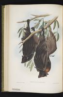 Large flying fox plate 30