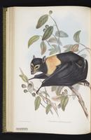 Spectacled flying fox plate 29