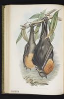Gray-headed flying fox plate 28