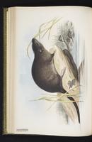 Common Water Rat plate 27