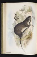 Common Water Rat plate 26
