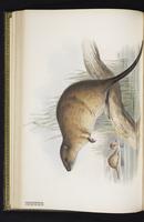 Common Water Rat plate 25