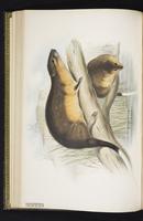Common Water Rat plate 24