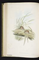 Delicate Pseudomys plate 23