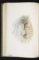 New Holland Pseudomys plate 22