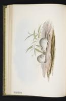 Ash-gray Pseudomys plate 21