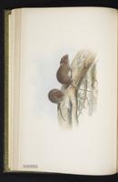 nanus Island Melomys plate 20