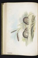 Gould's Pseudomys plate 19