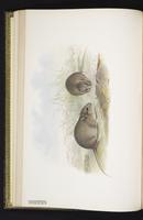 Plains Pseudomys plate 18