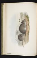 Canefield rat plate 17