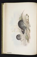 Australian Bush Rat plate 16