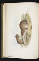 Australian Bush Rat plate 15