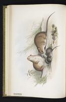 Fawn-footed Melomys plate 14