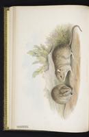 Australian Long-haired Rat plate 13