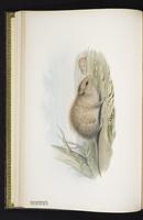 Australian Swamp Rat plate 12