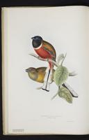 Monograph of the Trogonidae, 1:19