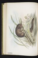 Australian Bush Rat plate 11