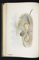 Fawn Hopping Mouse plate 10