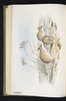 Mitchell's Hopping Mouse plate 9