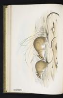 Long-tailed Hopping Mouse plate 8