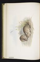 Murine hapalotis plate 7